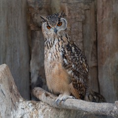Rock Eagle-owl