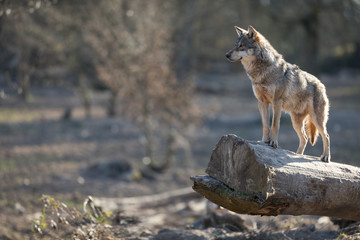 Grey Wolf Animal © AB Photography