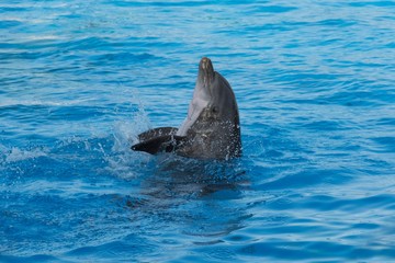 A dolphin sticks its head out of the water