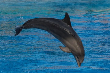 A dolphin jumps out of the water