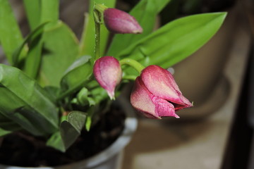 Fototapeta premium Orchid buds