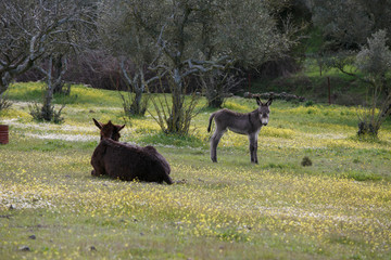 Donkey with her baby donkey