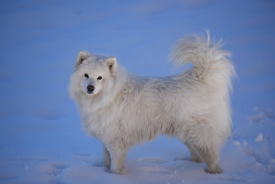 cane aski pelo lungo cane bianco cane neve samoiedo 