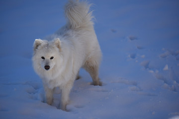 cane aski pelo lungo cane bianco cane neve samoiedo 