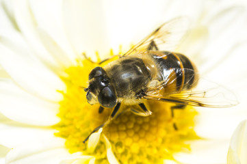 Bumblebee in the garden collecting nectar