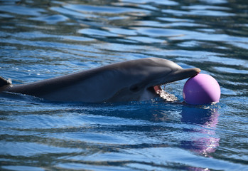 delfin © alberto