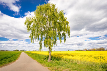 Landstraße zuwischen Raps und Getreidefeldern