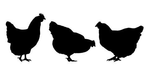 Realistic silhouettes of three hens and chickens - isolated on a white background