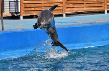 delfin