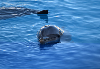 delfin © alberto