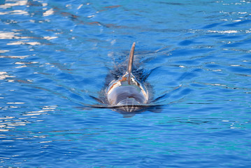 delfin