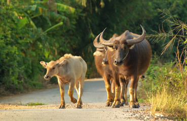 Buffalo walking on the road in countryside of Thailand