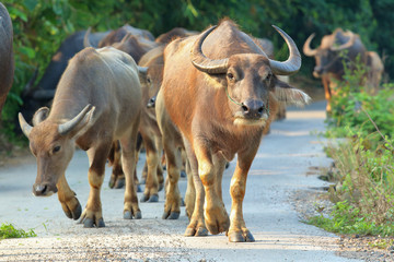 Buffalo walking on the road in countryside of Thailand