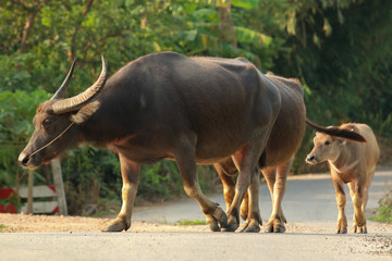 Buffalo walking on the road in countryside of Thailand