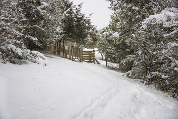 Snowy woodland track