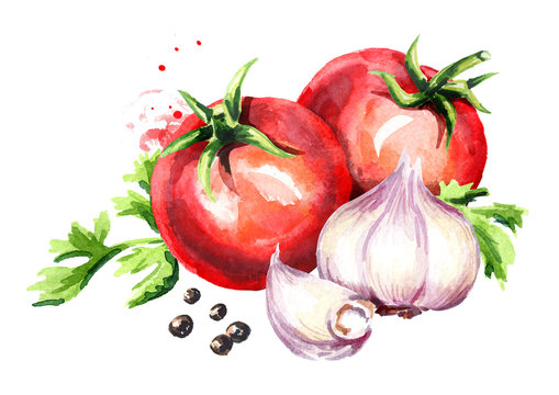 Rip tomatoes with young garlic and peppercorns. Watercolor hand drawn illustration  isolated on white background