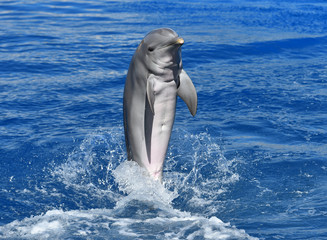 delfin