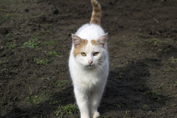 White cat