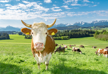 Urlaub im Allgäu, Fleckviehkuh mit Hörnern vor Alpenkulisse
