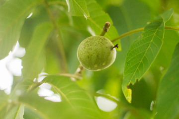 Green walnut on a tree branch