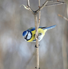the blue tit has a rest on a tree branch