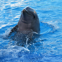 delfin