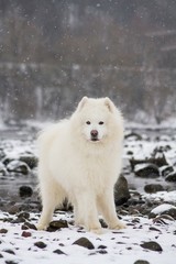 Obraz premium Samoyed dog in the snow outside.