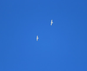 birds soar highly in the blue sky