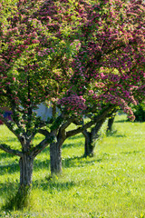 Fototapeta na wymiar Pink flowers hawthorn tree