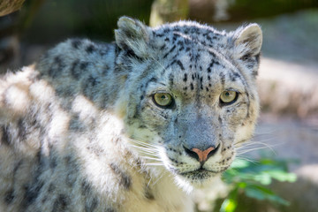 Fototapeta na wymiar snow leopard - Irbis
