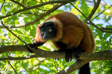 Red ruffed lemur, Varecia rubra
