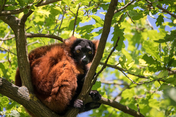 Red ruffed lemur, Varecia rubra