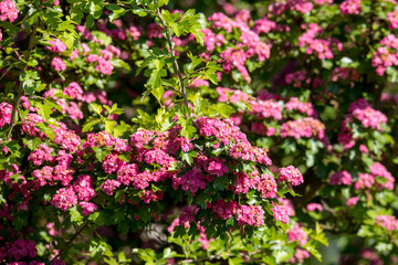 Pink flowers hawthorn tree