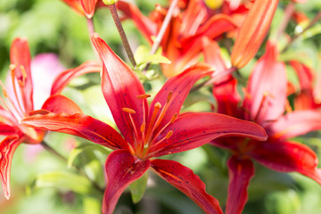Obraz premium beautiful lily flower in bloom