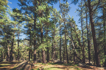 Mount Crawford Forest