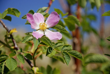 A pink flower in a sunny day