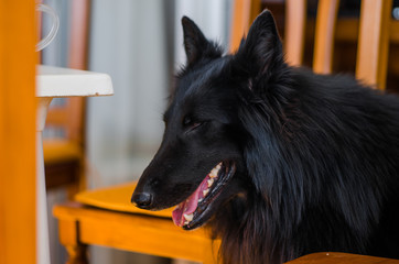 Fotografía de un perro en el salón de casa entre sillas.