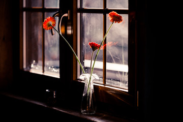 Blumen am Fenster
