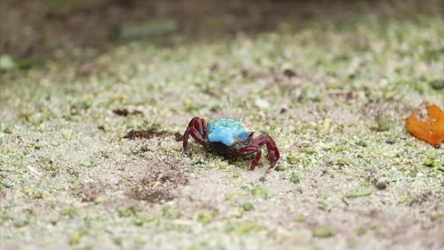 Blue land crab crawls on the ground, Maldives