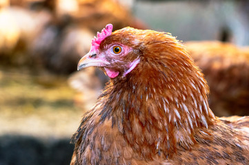 Chickens on the farm. Toned, style, color photo