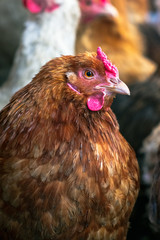 Chickens on the farm. Toned, style, color photo