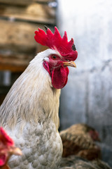 Chickens on the farm. Toned, style, color photo
