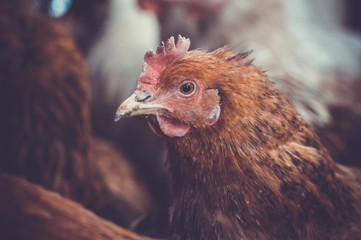 Chickens on the farm. Toned, style, color photo