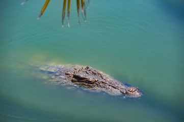 Krokodil schwimmt im Wasser