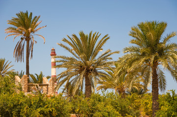 Fototapeta na wymiar Palmen und ein Leuchtturm