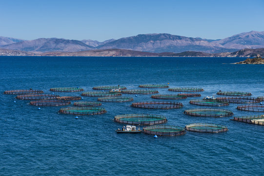 Fish farm in Kassiopi, Corfu, Ionian islands, Greek Islands, Greece