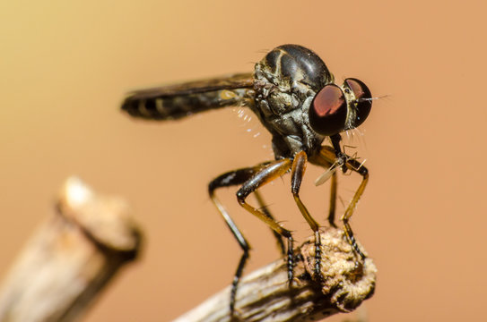 maravilhoso e misterioso mundo macro