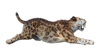 3D Rendering Sabertooth Tiger on White