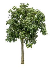 Fototapeta na wymiar Green tree isolate on white