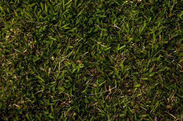 Green grass field background.